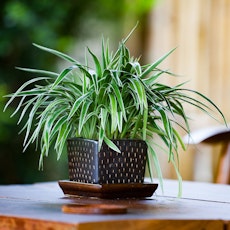 A spider plant in a decorative black pot on a wooden table outdoors.