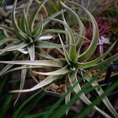 A variety of air plants/tillandsias.