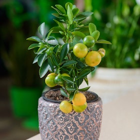 A semi-dwarf citrus tree in a decorative blue-gray pot.