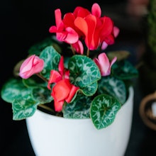 A red cyclamen in a white pot.