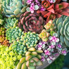 A closeup of a pot planted with a variety of colorful succulents.