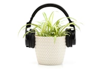 A spider plant in a white pot with black headphones on it (like it's listening to music).