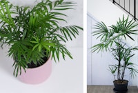 2 Pictures of Rhapis Palms potted as houseplants.