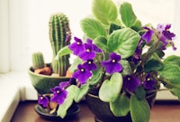 Purple African Violet plant near an indoor cactus near a window.