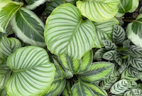 A variety of calathea plants.
