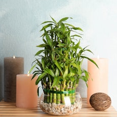 Lucky Bamboo on a shelf near some candles.