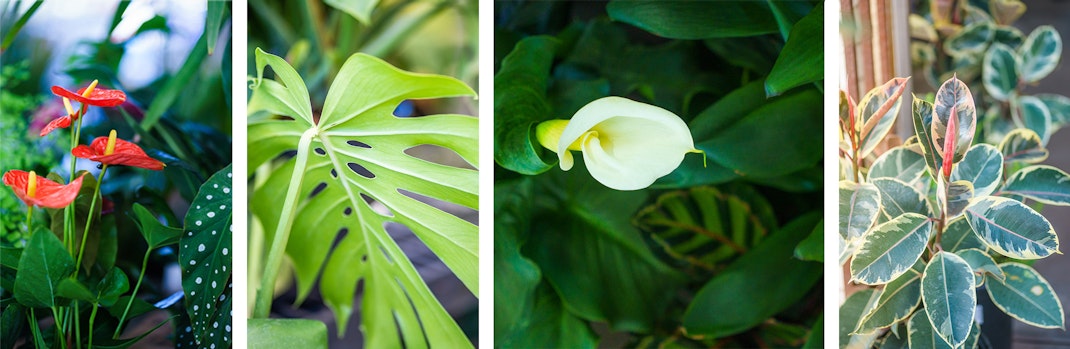 4 pictures of different houseplant varieties.
