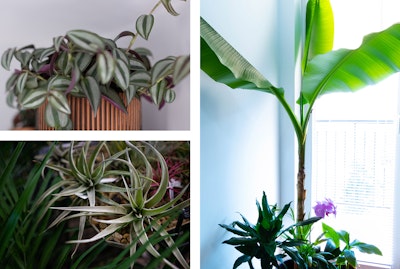 3 plants: Wandering Jew, Air Plant, and Banana Plant.