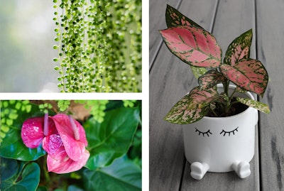 3 plants: String of Pearls, Anthurium, and Chinese Evergreen.
