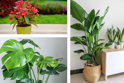 3 Plants: Crown of Thorns, Monstera, and Bird of Paradise.