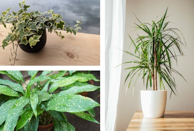 3 plants: English Ivy, Cast Iron Plant, and Dracaena Marginata.