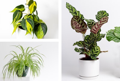 3 Plants: Philodendron Brasil, Spider Plant, and Calathea.