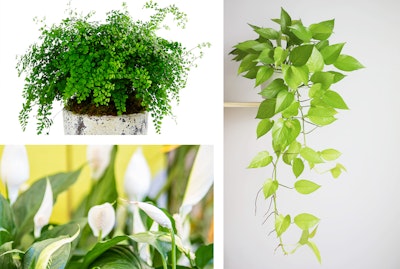 3 plants: Maidenhair Fern, Peace Lily, and Pothos.