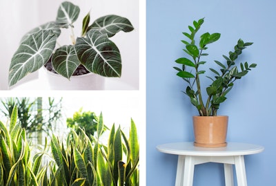 3 plants: Black Velvet Alocasia, Snake Plant, and ZZ Plant.