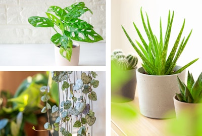 3 plants: Monstera Adansonii, String of Hearts, and Aloe Vera.
