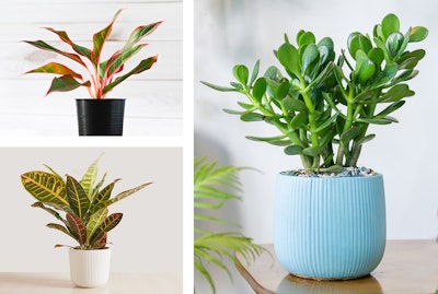 3 plants: Golden Barrel Cactus, Croton, and Jade Plant.