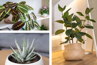 3 plants: Prayer Plant, English Ivy, and a Rubber Plant.