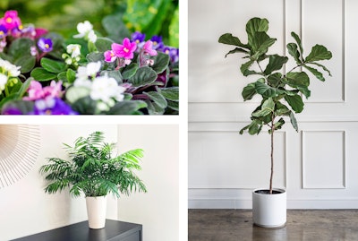 3 plants: Fiddle Leaf Fig, Parlor Palm, and a Peace Lily.