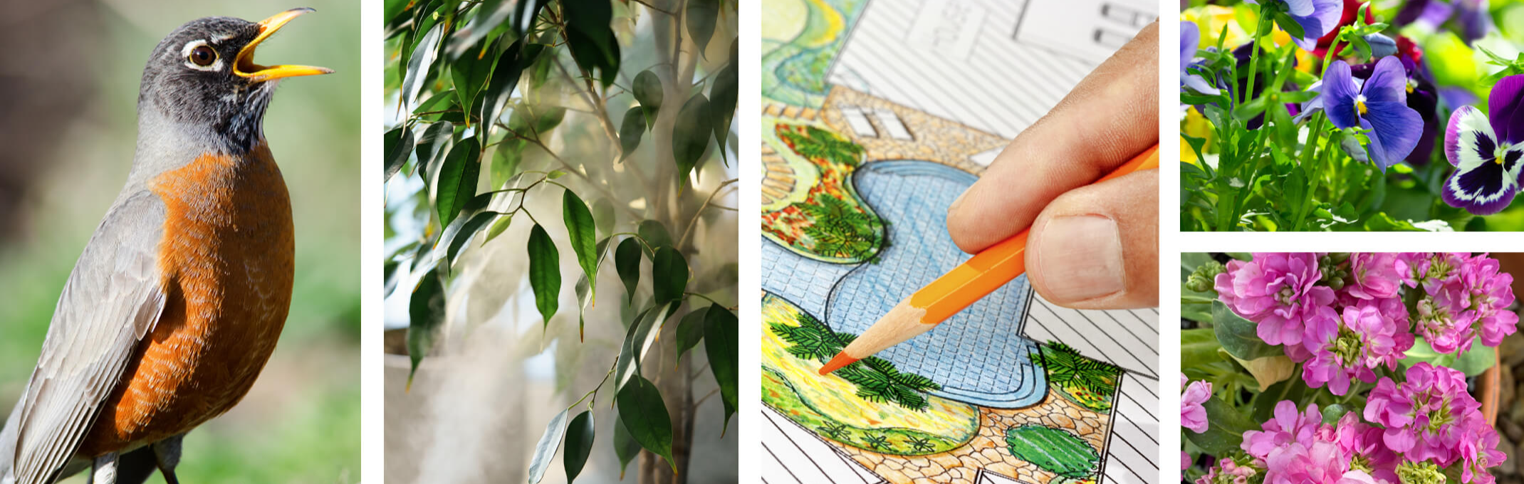 tips for the garden in january - feed the birds, houseplant care, mapping out your garden for spring