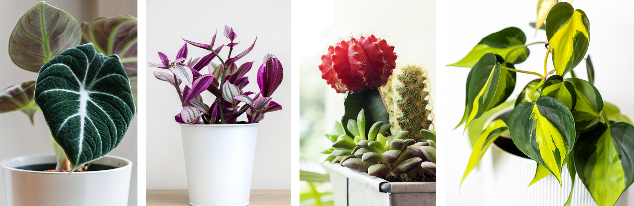 4 images: Black Velvet Alocasia, Wandering Jew, Moon Cactus, and Philodendron Brasil.