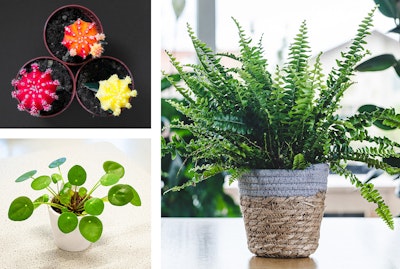 3 Plants: Chinese Money Plant, Boston Fern, and Spider Plant.