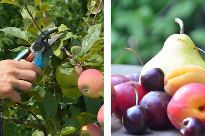 pruning fruit tree, small apple tree and an assortment of stone fruits