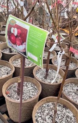 potted bare root fruit trees snow queen nectarine
