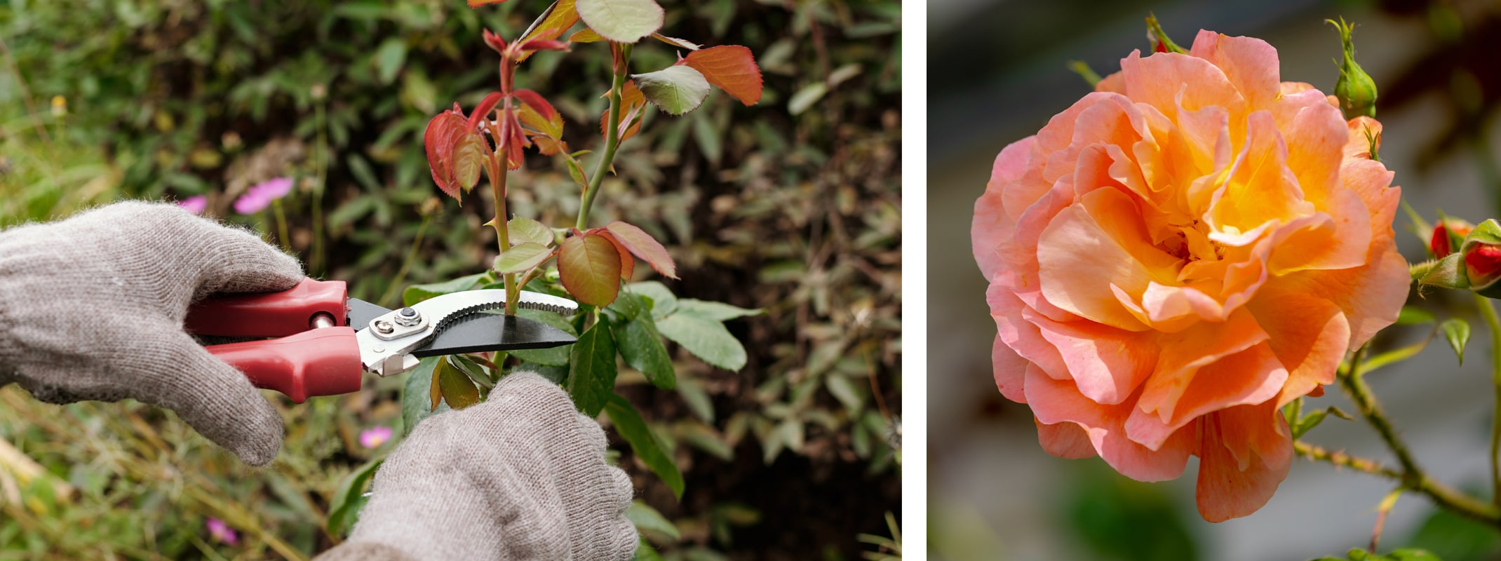pruning roses and a blooming peach rose