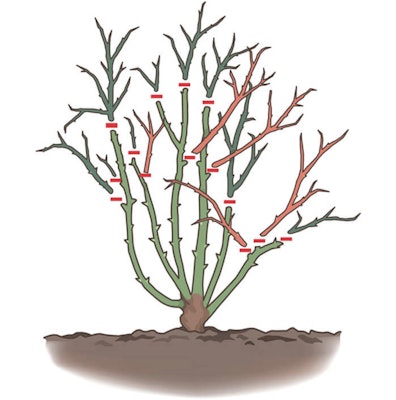 rose pruing illustration