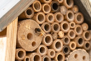 bee nesting box