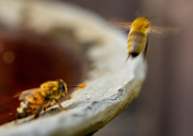 bees drawn to a water source birdbath