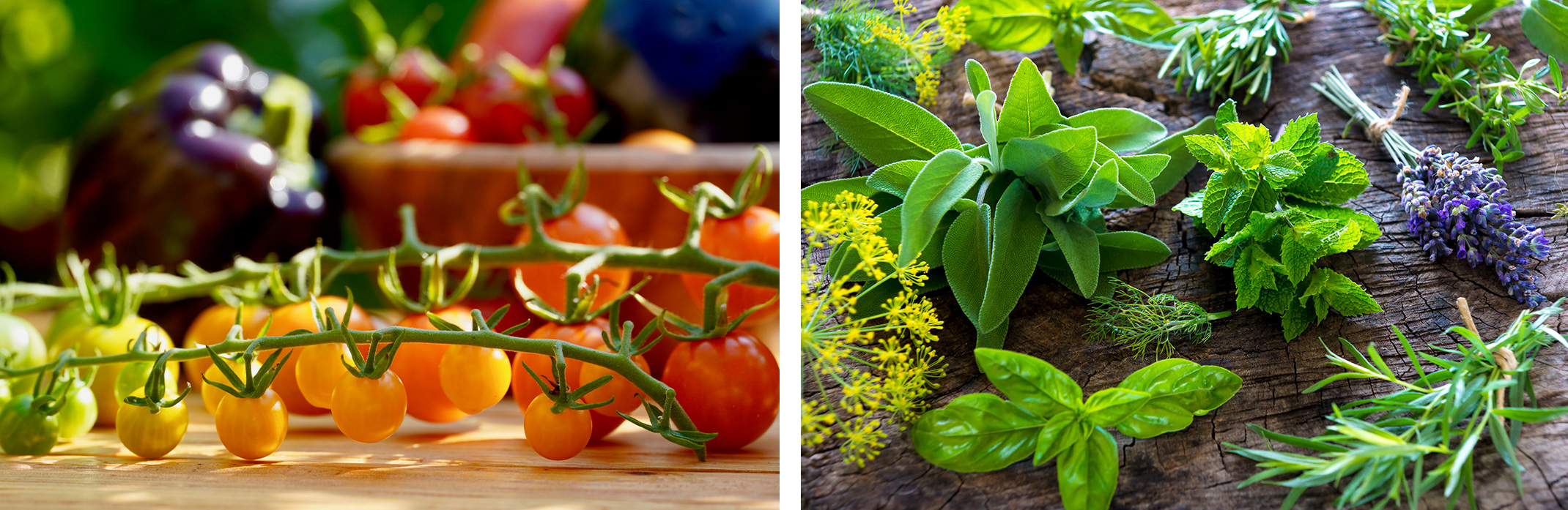 Fresh-picked tomatoes on the vine, peppers, and a variety of fresh-picked herbs.