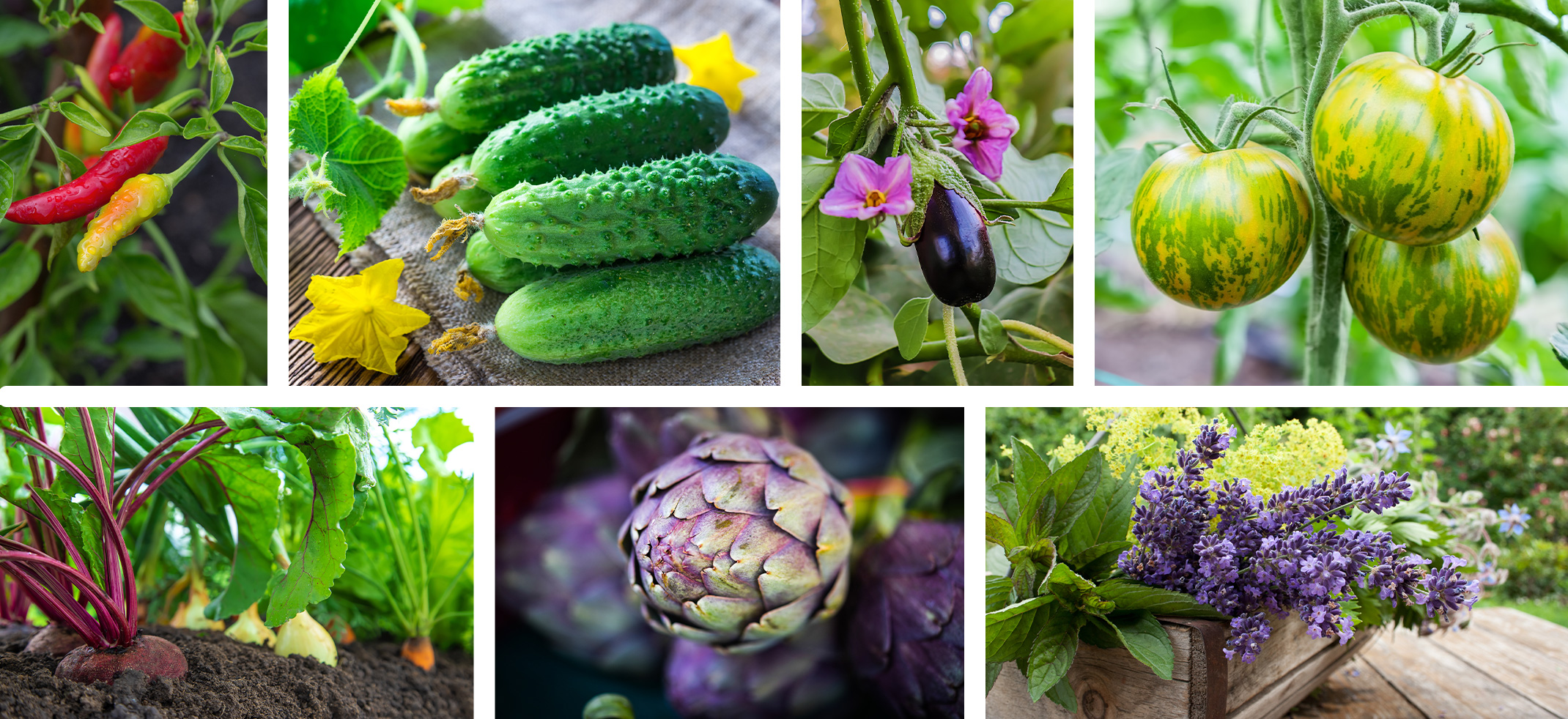 Peppers, Cucumbers, Eggplants, Tomatoes, Beets, Onions & Carrots, Artichokes, and a Variety of Herbs.