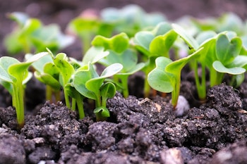 radish seedlings popping through soil