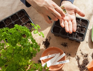 planting seeds into seed tray
