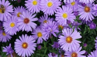 asters perennial