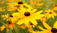black eyed susan perennials