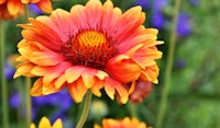 blanket flower gaillardia perennials