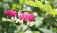 bleeding heart perennial