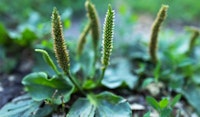 broadleaf common plantain perennials