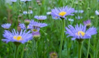 california asters perennial