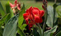 canna lily perennial