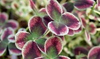 clover perennial