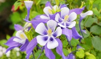 columbine perennial