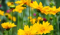 coreopsis perennial
