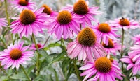 echinacea coneflower perennial