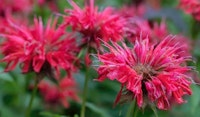bee balm perennial