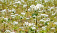 buckwheat perennial