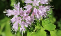 coyote mint perennial