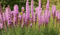 gayfeather perennial